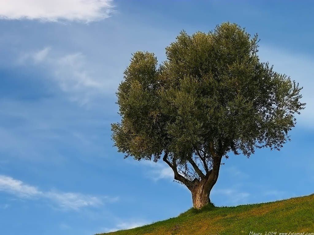 Come aumentare la produttività dell'olivo?