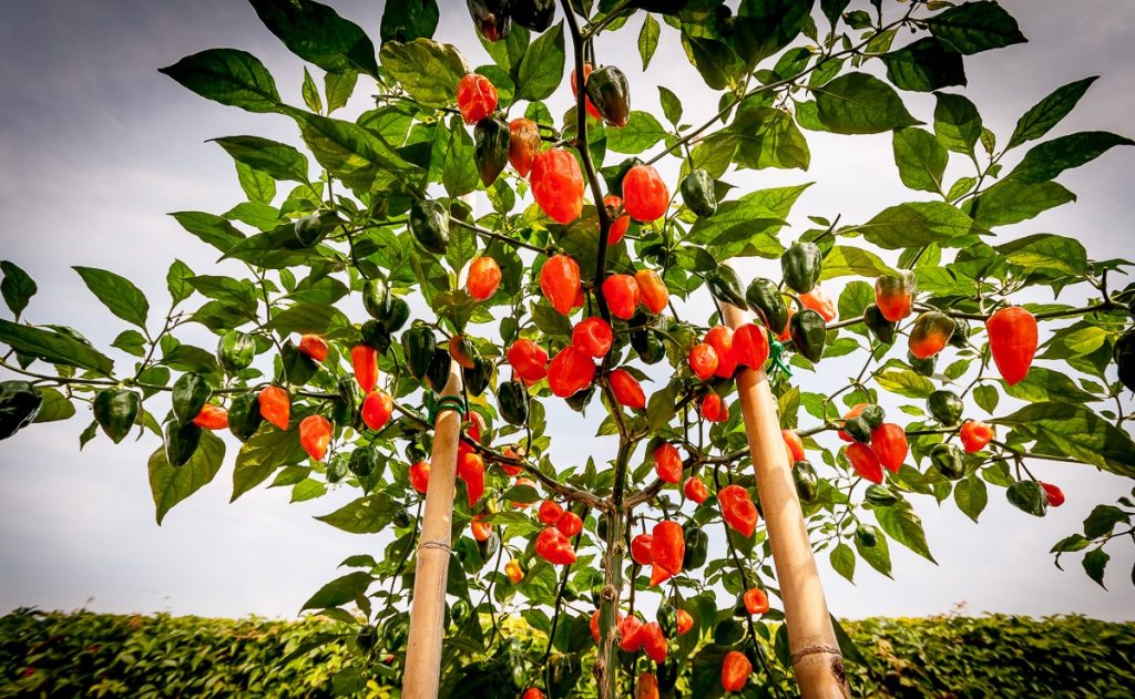 PEPERONCINI PICCANTI, DAL SEME AL FRUTTO
